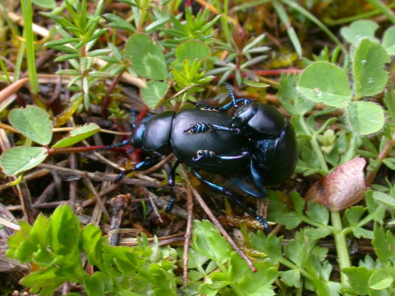 Timarcha nicaeensis